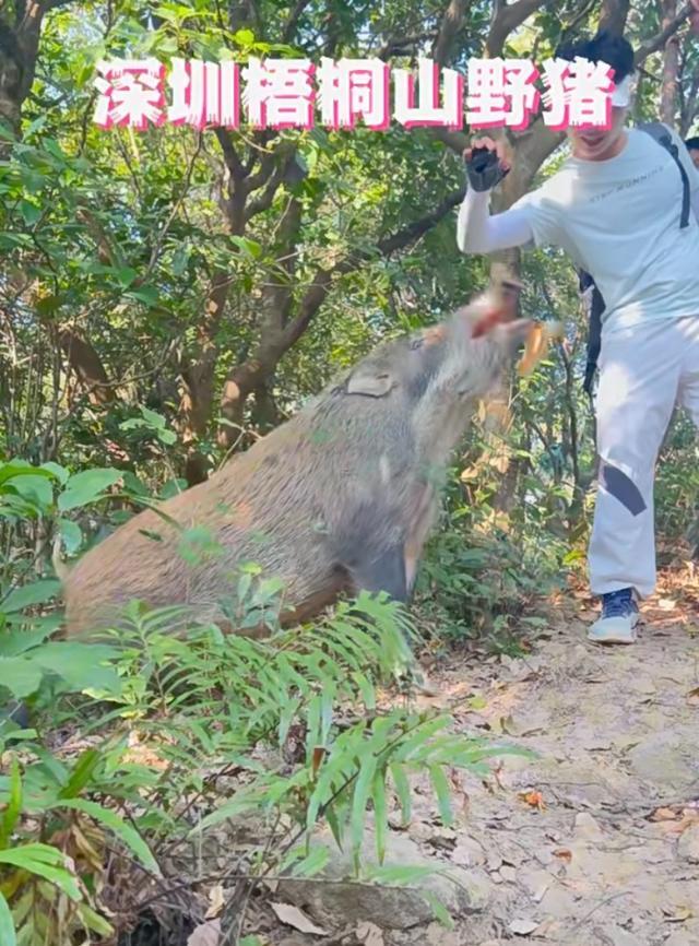 深圳梧桐山游客徒手投喂野猪 安全引担忧