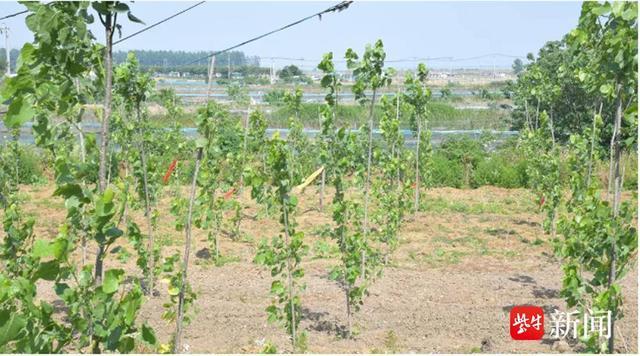 父子赔不起修复费被判种树管护10年 以“补植复绿”替代赔偿