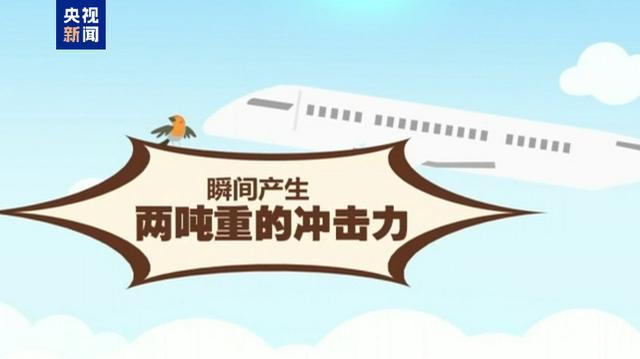 阿航坠机究竟是鸟撞还是导弹误击 飞鸟撞击威胁航空安全