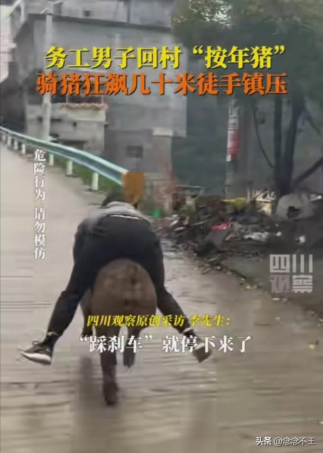 一群人“按年猪”没按住 男子骑猪狂奔几十米 搞笑名场面引发热议