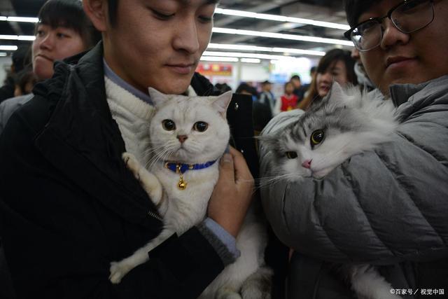 央视曝光猫贷套路 免费领养背后的陷阱