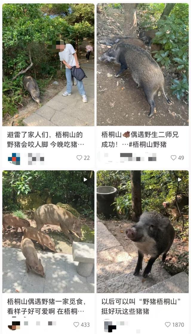 网红野猪带猪崽乞讨 投喂引发安全担忧