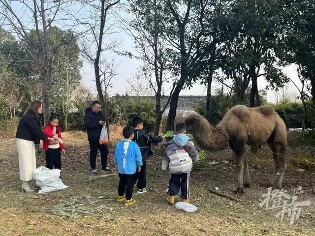 杭州一高架桥下拴了只骆驼 市民关切其命运