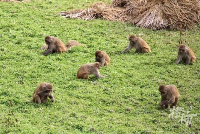 浙江一地50多只野猴下山偷菜 人猴和谐共处