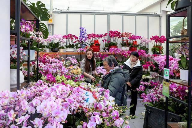 2000余万盆年宵花陆续上市