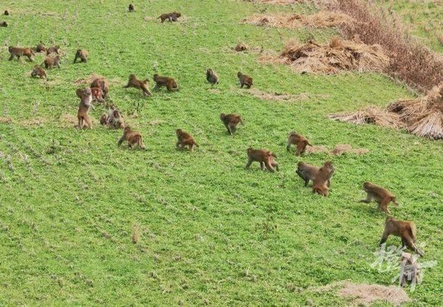 50多只野猴下山偷菜 村民不驱赶只围观