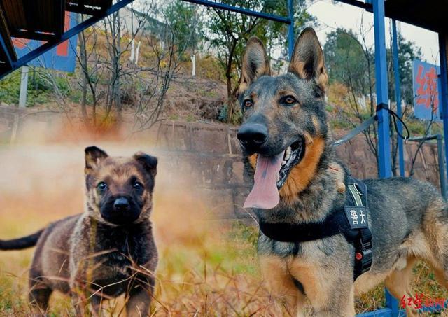 被通报批评的警犬也曾被表扬 从调皮到英雄的转变