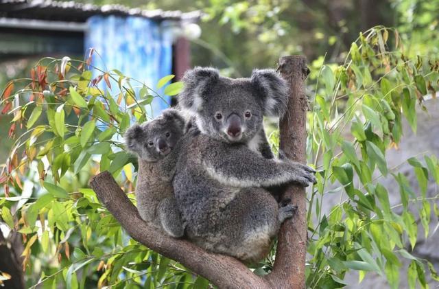 紅山動物園考拉茉莉去世 溫暖光芒消逝