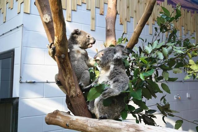 紅山動物園考拉茉莉去世 溫暖光芒消逝