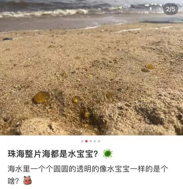 多地海邊出現(xiàn)“爆爆珠” 藻類引發(fā)赤潮現(xiàn)象