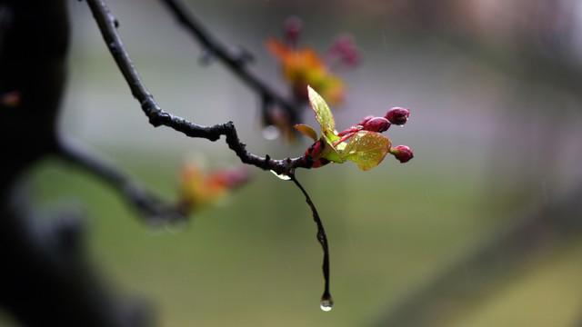 “正月初九陰,，寡婦也發(fā)愁”陰雨天啥說法,？