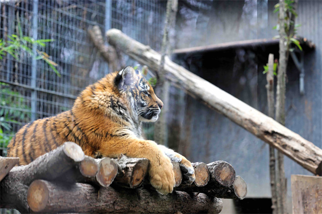 上海動(dòng)物園小虎紅糖走紅