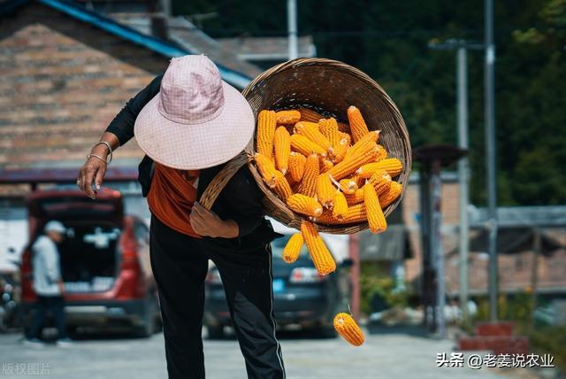 玉米繼續(xù)“瘋狂” 但可能“九死一生”,！市場調(diào)整在即