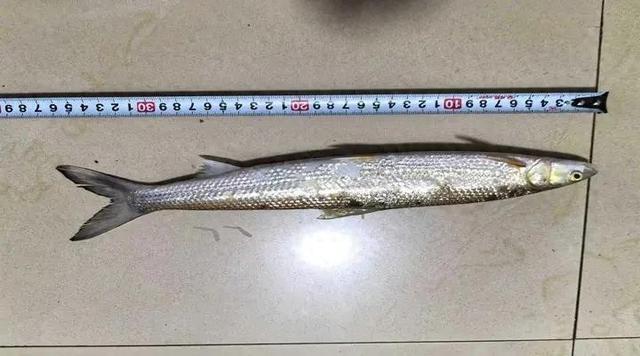 極危物種鳤魚重現(xiàn)贛江