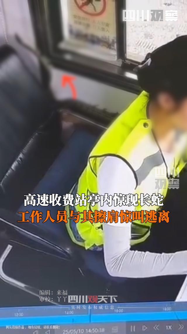 高速收費(fèi)站亭內(nèi)驚現(xiàn)長蛇 收費(fèi)員尖叫逃離
