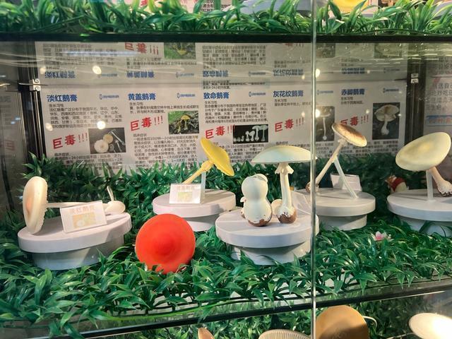 今年第一批吃菌子中毒的人出現(xiàn)了,！小伙吃野生菌后竟開始隔空抓鳳凰