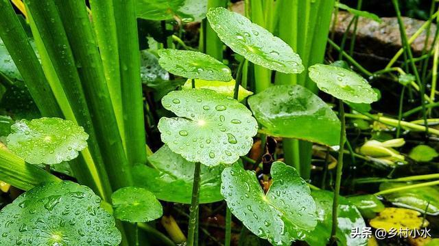 近10年最短的三伏天要來(lái)了,？今年三伏天會(huì)很熱嗎？