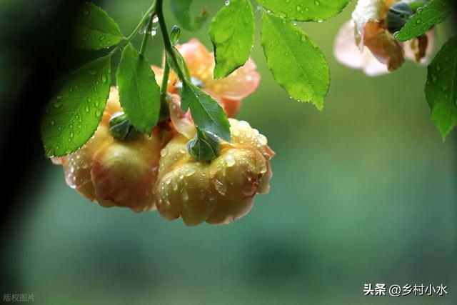 近10年最短的三伏天要來了？今年三伏天會很熱嗎,？