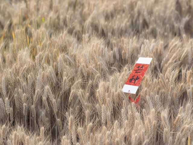 老話“芒種聞雷鳴,，寡婦也發(fā)愁”是啥意思,？