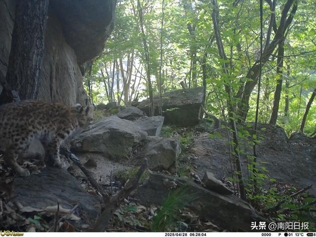 “独行侠”豹猫频频亮相国家保护区