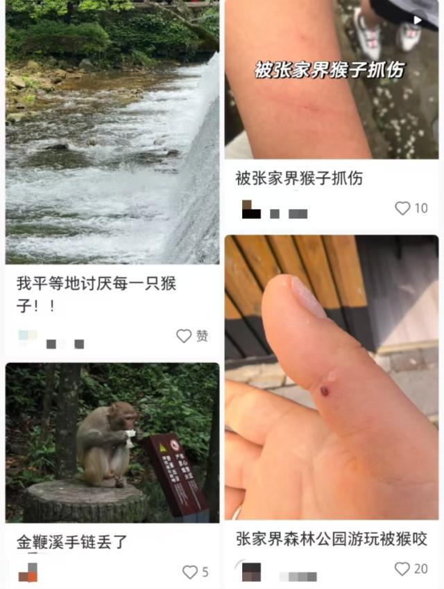 景区回应多名游客被猴子抓伤 金鞭溪猕猴攻击事件引关注
