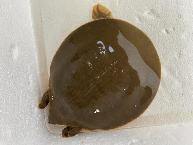 浙江发现一只大型野生鼋 珍稀物种再现引发关注