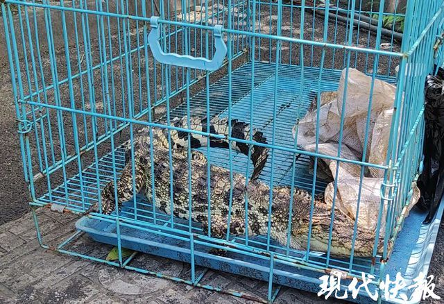 小區(qū)居民樓下驚現(xiàn)1米多長暹羅鱷 冷血殺手引發(fā)警民聯(lián)手抓捕