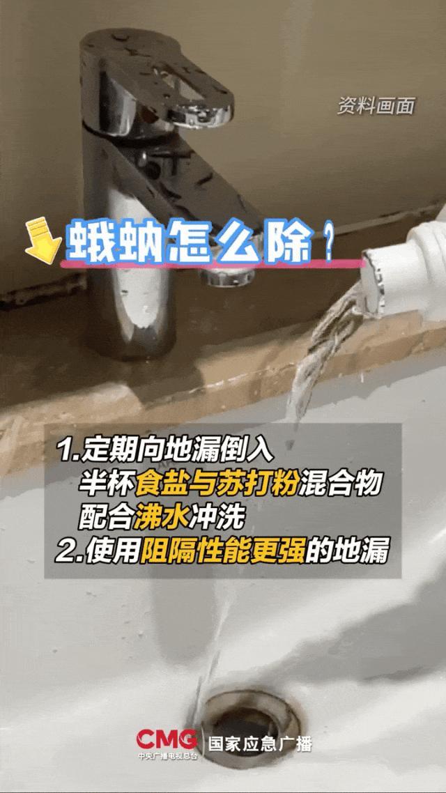 这种常见小飞蛾竟是“健康刺客” ，家里的卫生间要多注意了 下水道“昆虫之王”变身“健康刺客”
