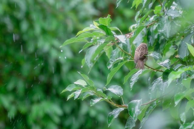 今夏雨水多嗎？就看五月廿九,！
