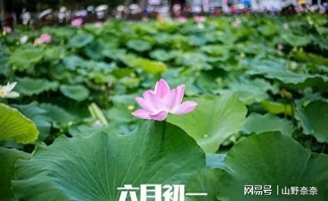 北方这么热、南方雨不停 天气到底怎么了？ 庄稼遭罪农民愁