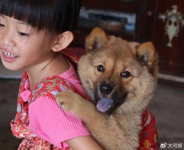 中華田園犬 禁養(yǎng) 移出《危險犬只目錄》呼聲高
