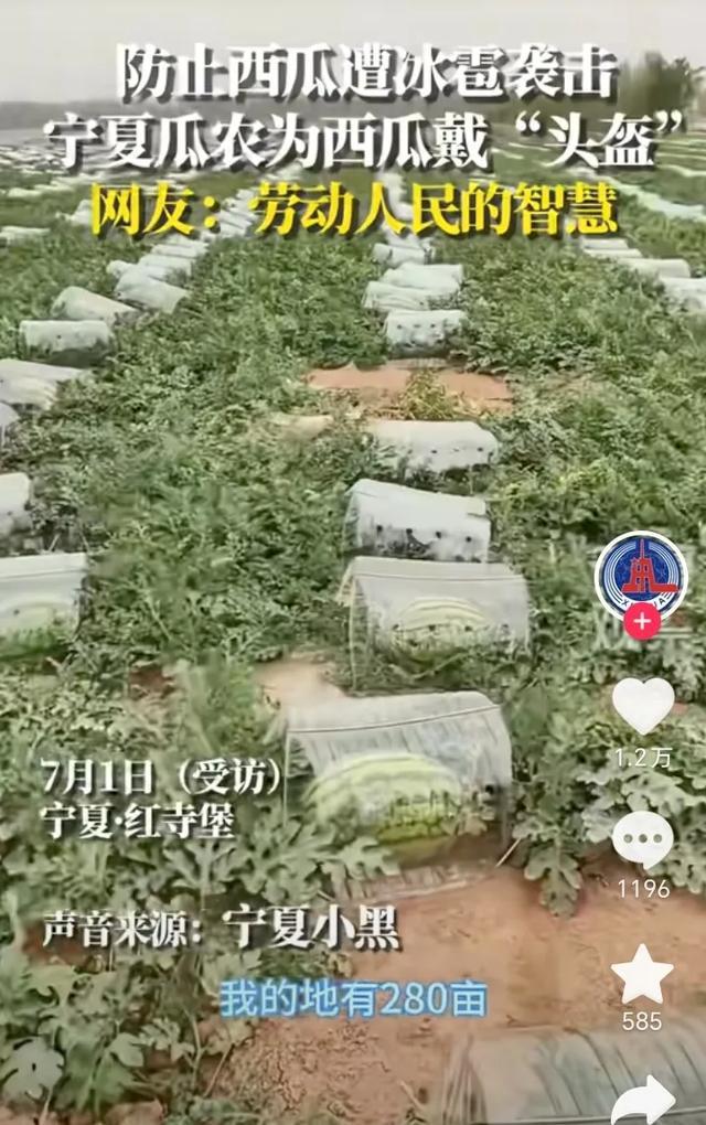 起猛了看到西瓜戴頭盔了 智慧防雹增成本