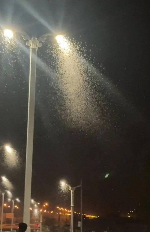 当地回应突现大量蝗虫 罕见现象已缓解