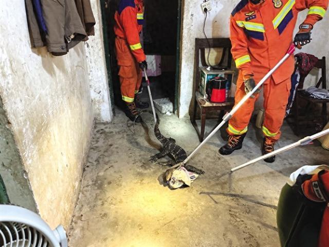 圓鼻巨蜥闖入民房被誤認(rèn)鱷魚(yú),，極危的國(guó)家一級(jí)保護(hù)動(dòng)物,，游泳爬樹(shù)樣樣精通 消防救援人員成功捕獲