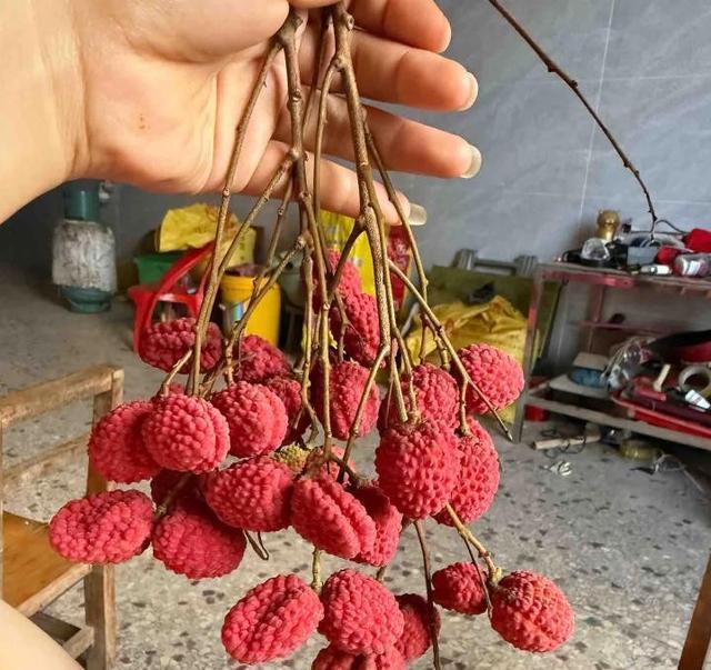 頭一次見(jiàn)荔枝壓縮包 壓力山大荔走紅