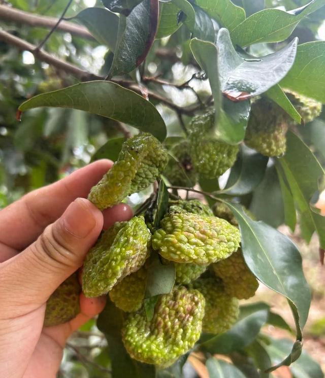 頭一次見(jiàn)荔枝壓縮包
