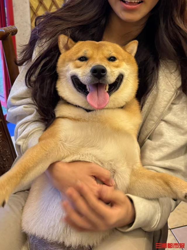 長(zhǎng)沙一柴犬在寄養(yǎng)店蹊蹺死亡 監(jiān)控?fù)p壞救治延誤