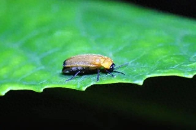 上海濕地公園螢火蟲數(shù)量減少引質疑,，生態(tài)環(huán)境非常脆弱
