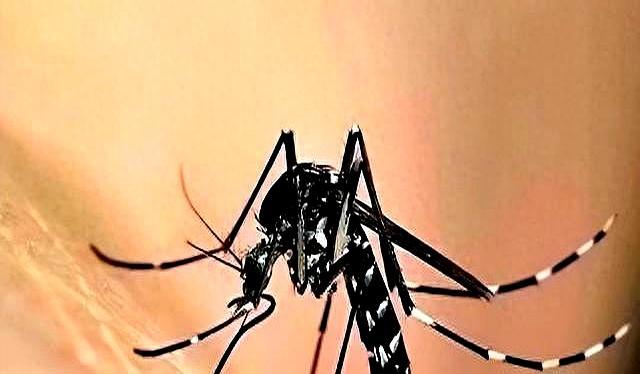 比普通蚊子更毒花蚊子从哪来