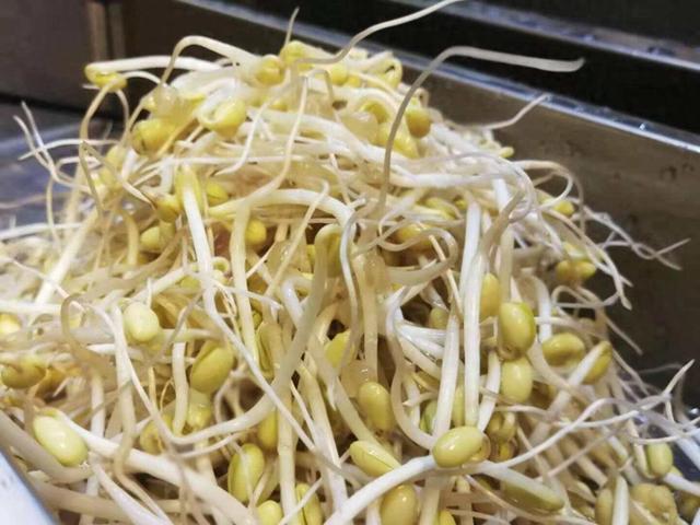 无根豆芽是用激素催生的，吃了会致癌？