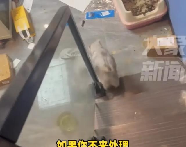 女租客退房遗弃8只猫拉黑房主 离谱“猫屎屋”事件