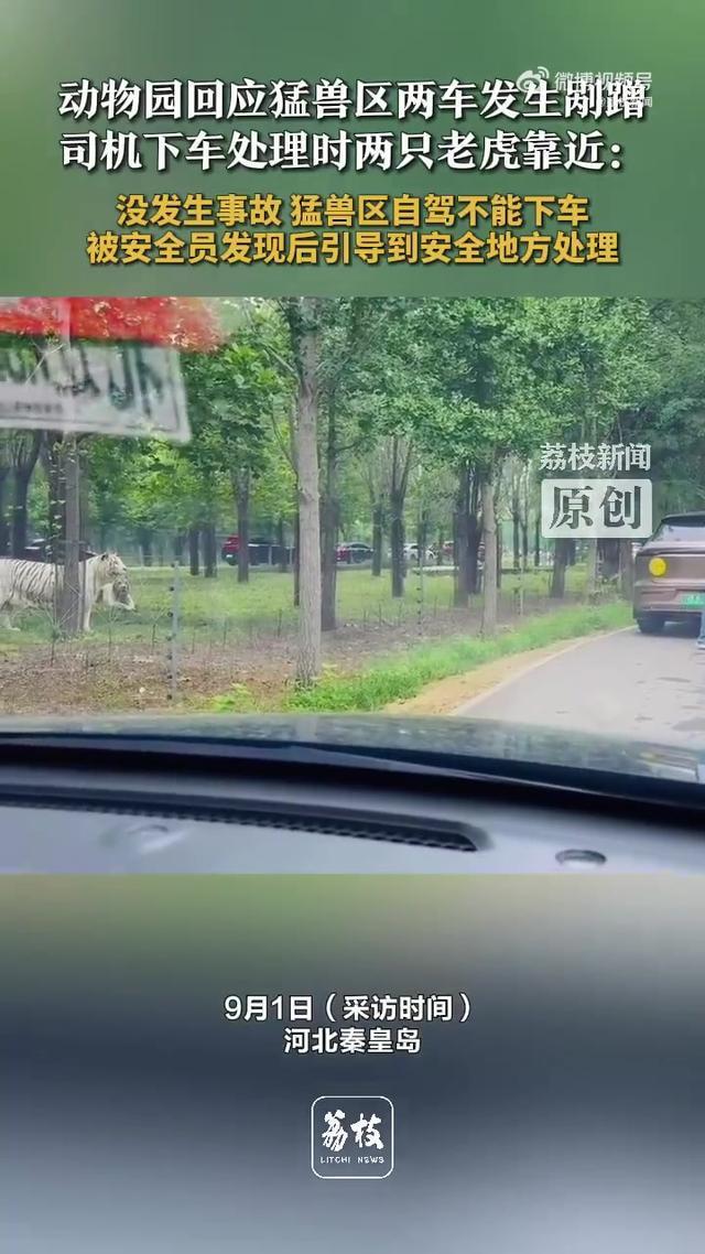 车辆追尾游客理论猛兽区老虎围观