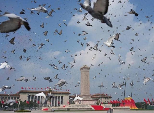 8万羽和平鸽成功放飞，“最快下班鸽”回家只用了4分钟，养鸽人：12岁和平鸽参加过4次重大活动