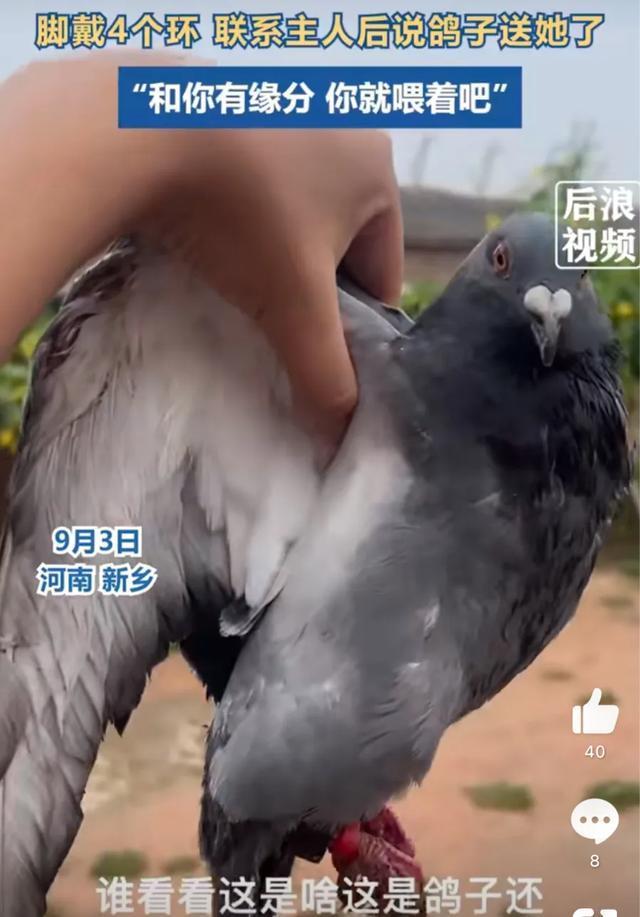 女子捡到戴脚环的鸽子 获鸽主人送养