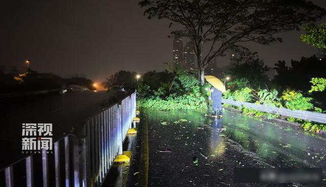 台风整夜放倒深圳174棵树 全市干预防风景色
