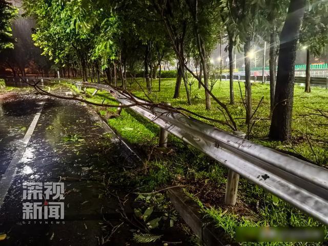 台风整夜放倒深圳174棵树 全市干预防风景色