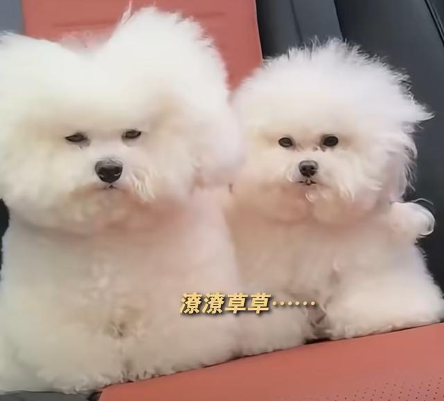 第一批长假“受害哈基米”已出现 旅途疲惫显真容