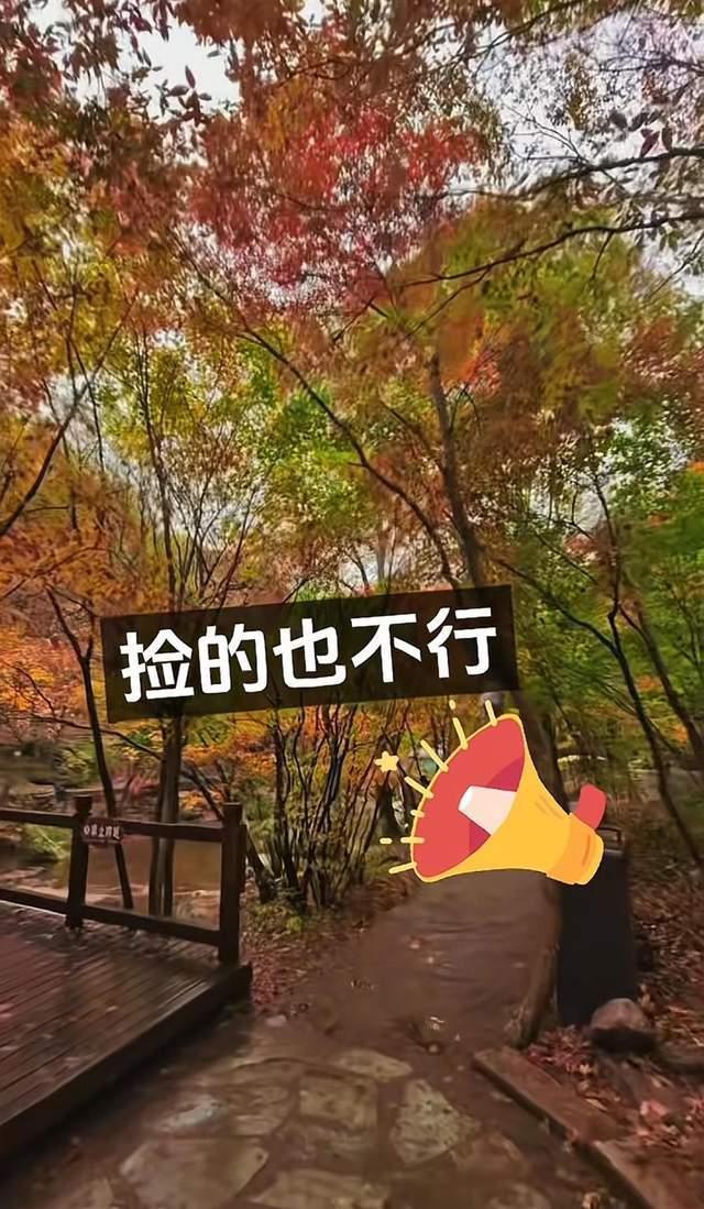 景区称禁止捡枫叶为保护自然环境