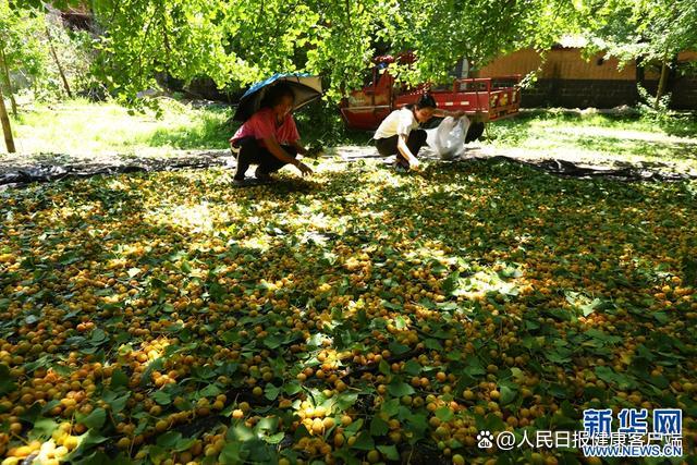 专家建议路边银杏果不要捡食 含毒成分易引发中毒