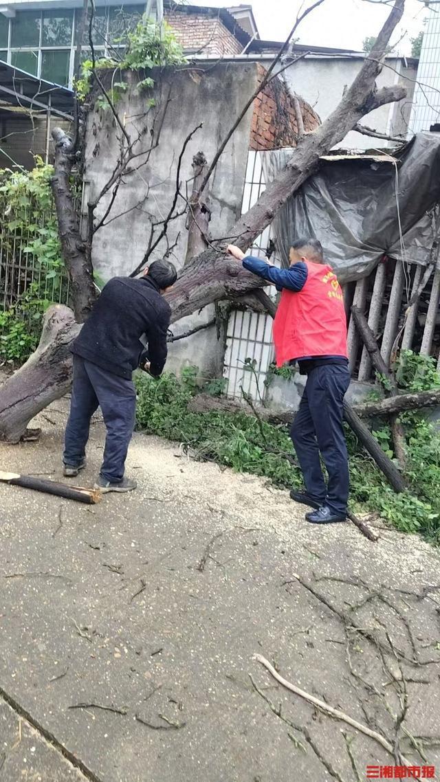 10米大树倒伏压房应急部门4小时排险